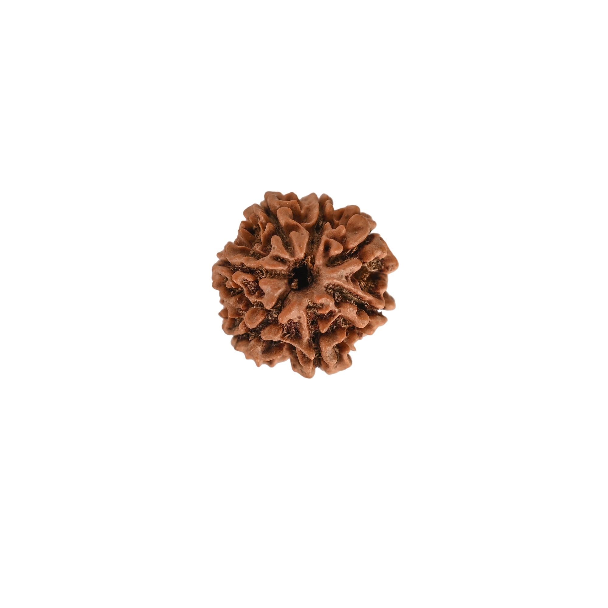 7 Mukhi Nepali Rudraksha For Men & Women - Image 3