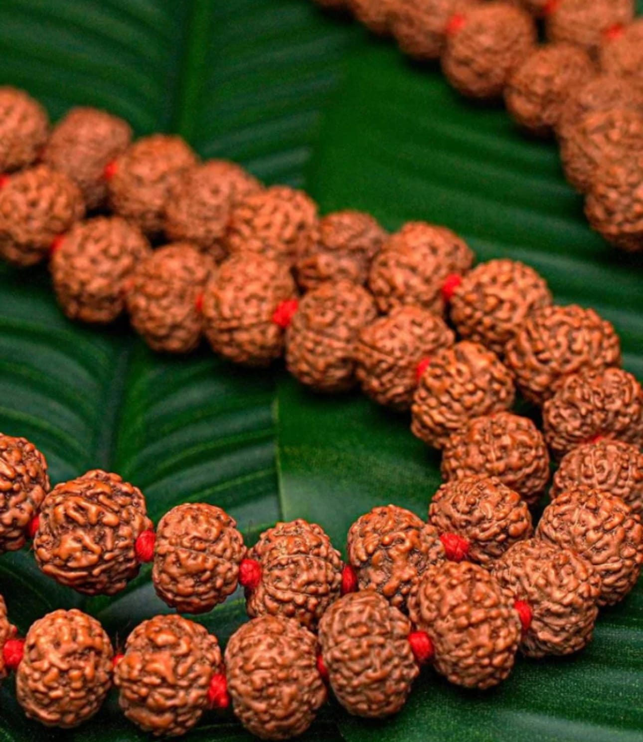 Rudhraksha Mala 109 Beads LAB Certified - Image 10