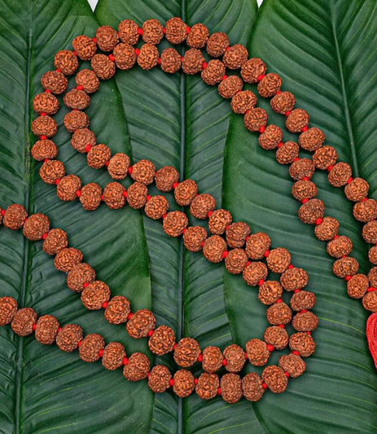 Rudhraksha Mala 109 Beads LAB Certified - Image 8